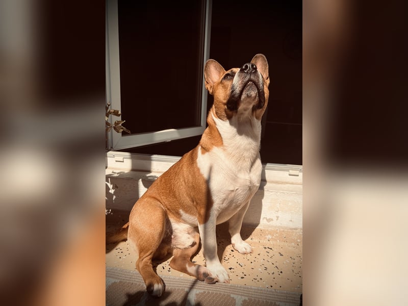 Aufgeweckter Hund