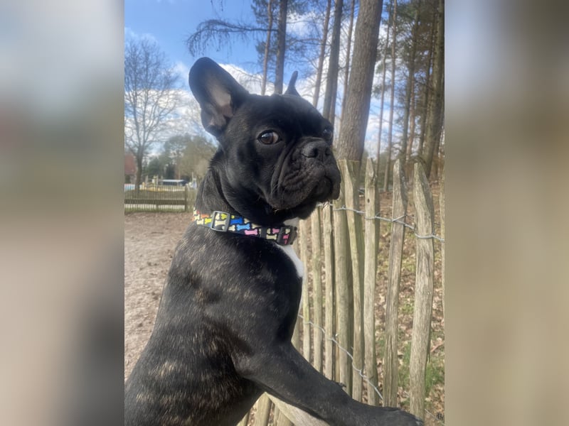 Deckrüde Französisch Bulldogge