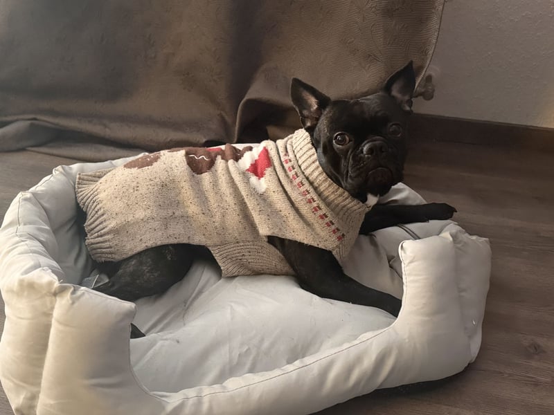 Deckrüde Französisch Bulldogge