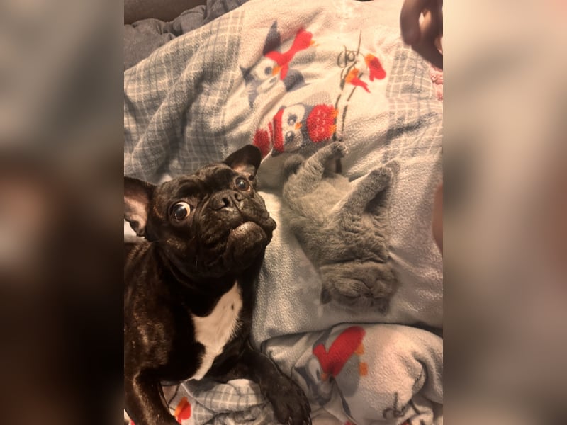 Französisch Bulldogge