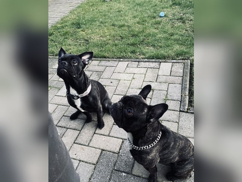 Französisch Bulldogge