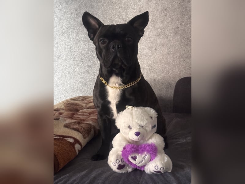 Französisch Bulldogge