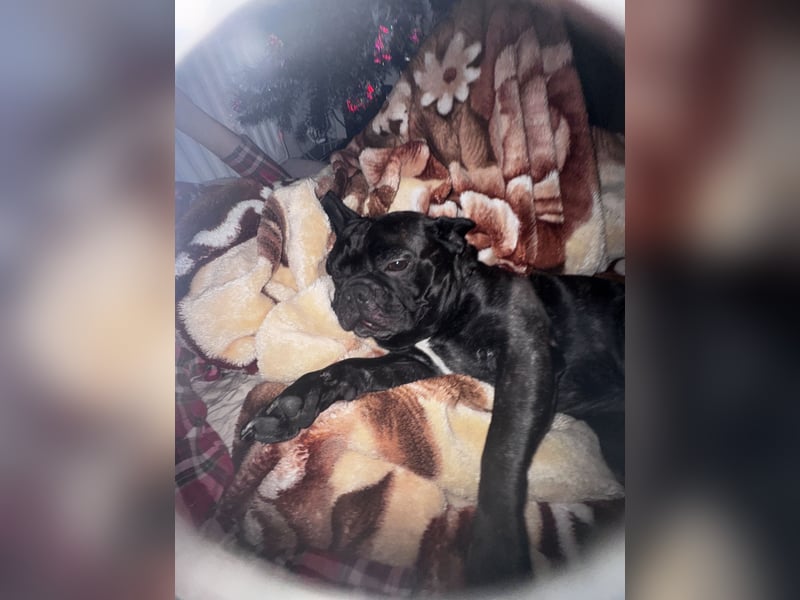 Deckrüde Französisch Bulldogge