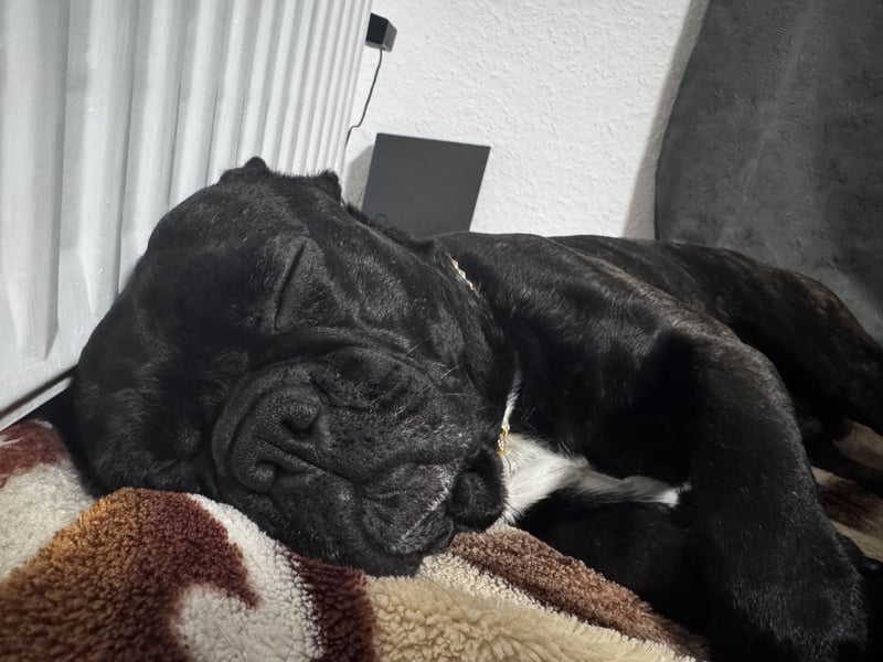 Deckrüde Französisch Bulldogge