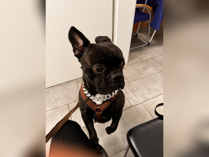 Deckrüde Französisch Bulldogge