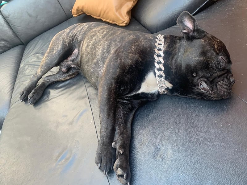 Französisch Bulldogge