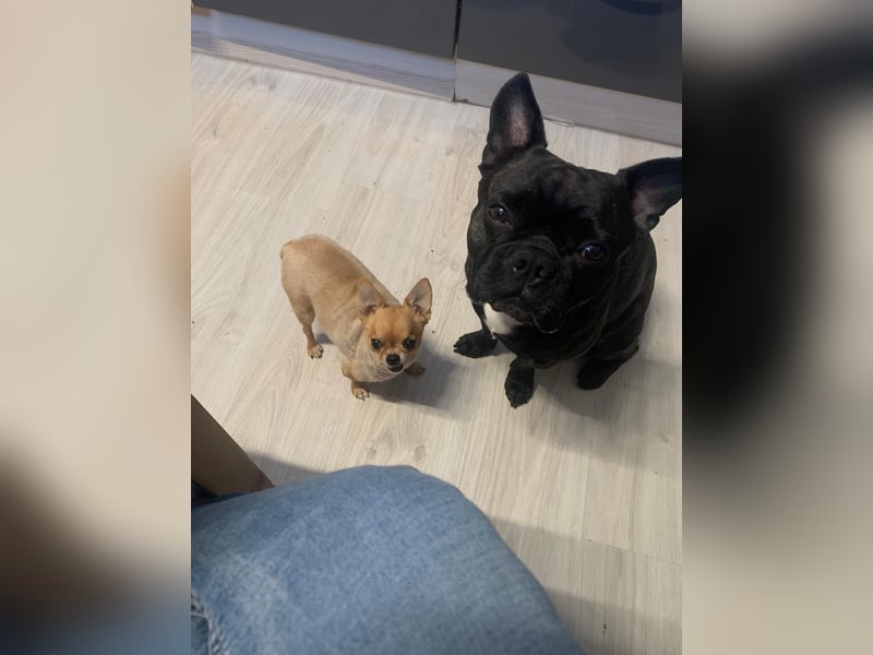 Französisch Bulldogge