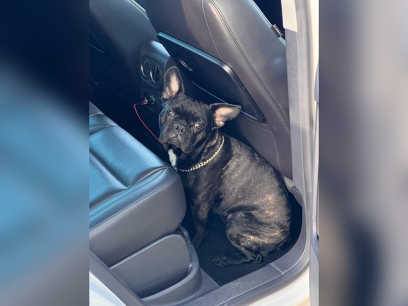 Französisch Bulldogge