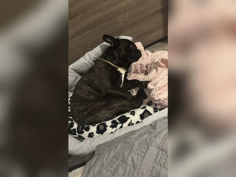Deckrüde Französisch Bulldogge