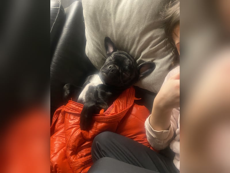 Französisch Bulldogge