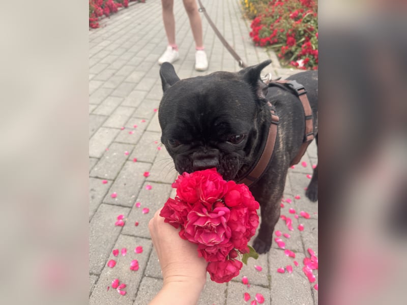Französisch Bulldogge