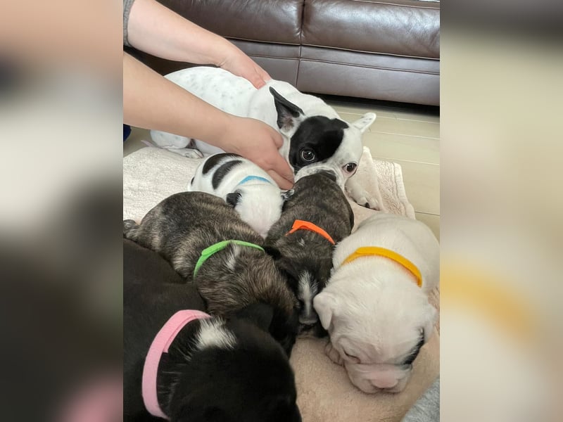 Deckrüde Französisch Bulldogge