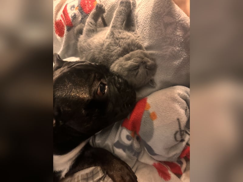 Französisch Bulldogge