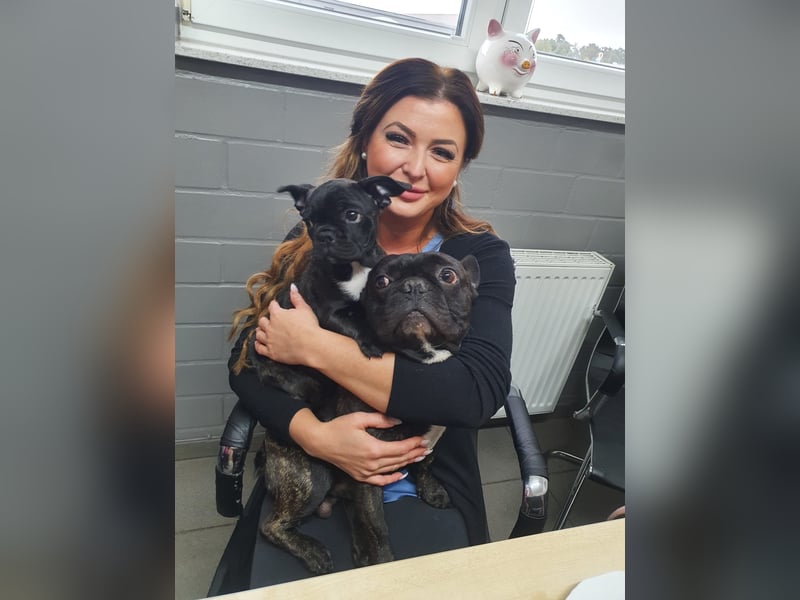 Französisch Bulldogge