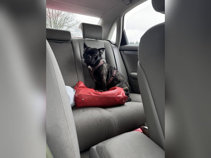 Deckrüde Französisch Bulldogge