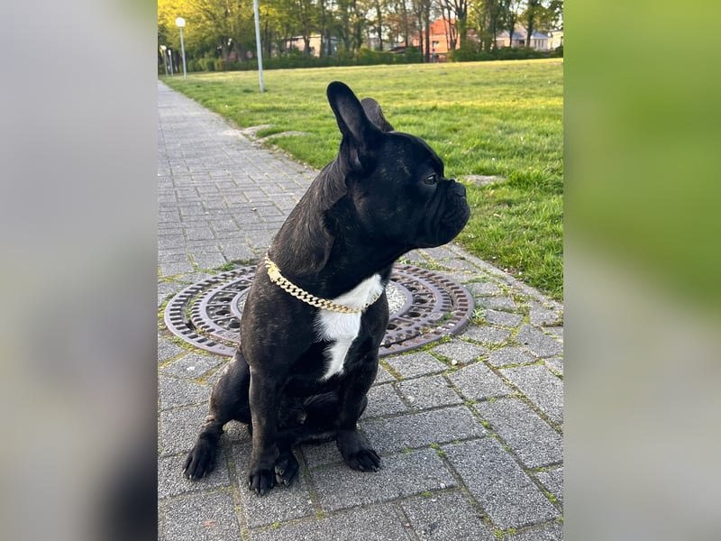 Französisch Bulldogge