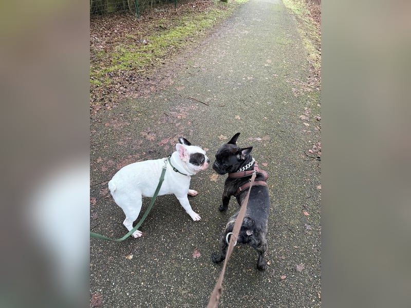 Französisch Bulldogge