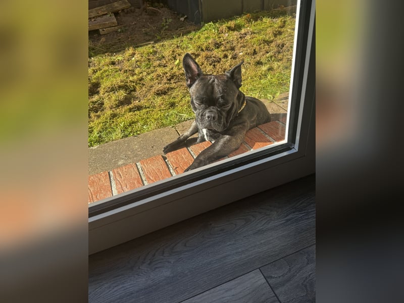 Französisch Bulldogge