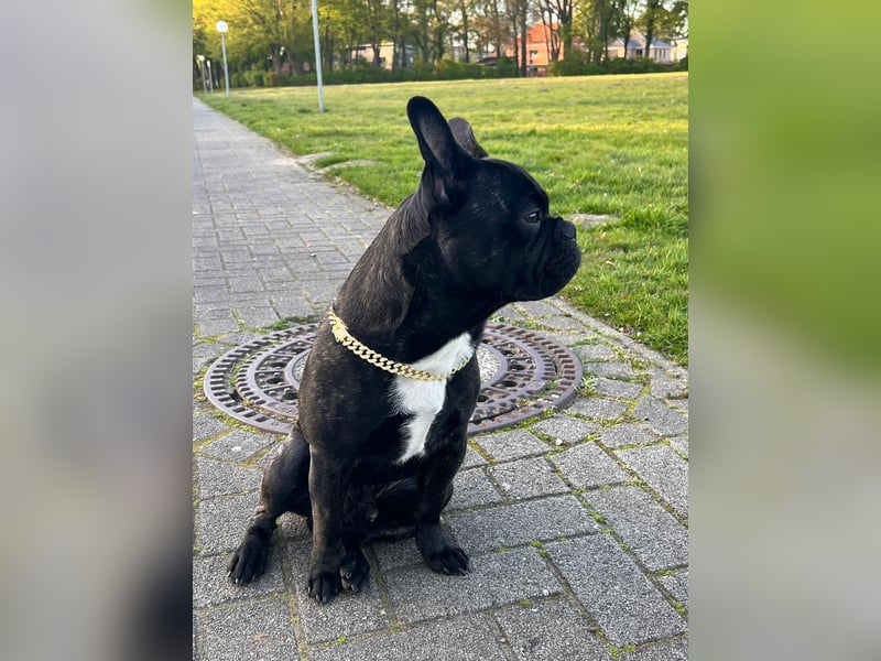 Deckrüde Französisch Bulldogge
