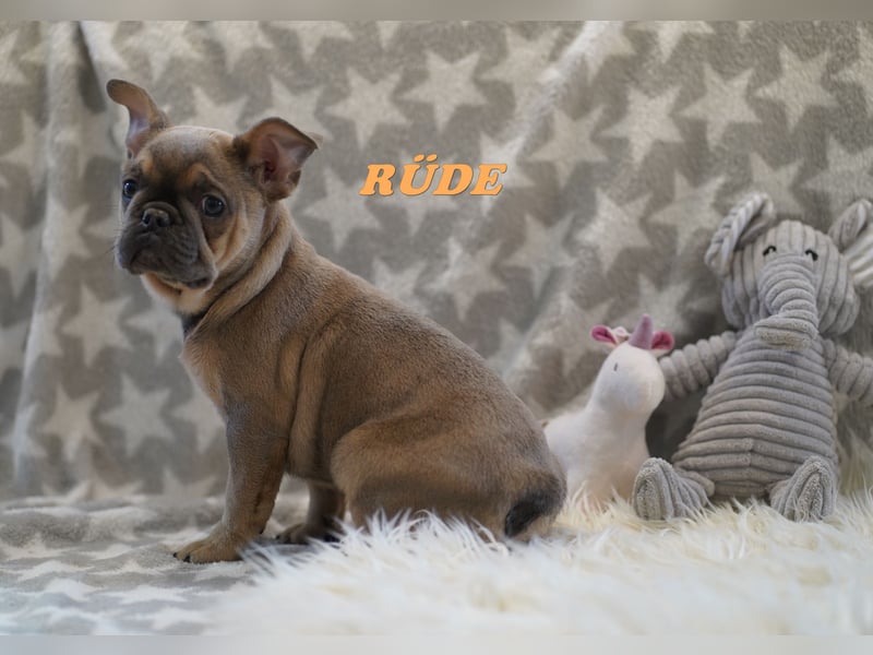 Bezaubernde  & Freiatmende Französische Bulldogge Babys auf Familiensuche