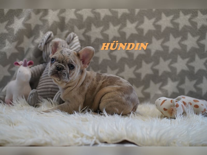 Bezaubernde  & Freiatmende Französische Bulldogge Babys auf Familiensuche