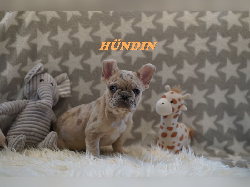 Bezaubernde  & Freiatmende Französische Bulldogge Babys auf Familiensuche