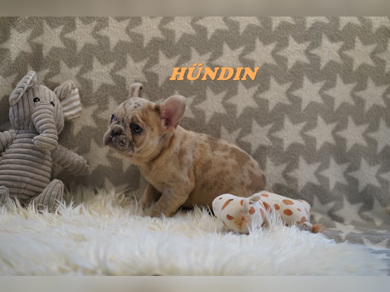 Bezaubernde  & Freiatmende Französische Bulldogge Babys auf Familiensuche