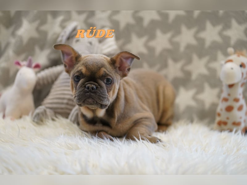 Bezaubernde  & Freiatmende Französische Bulldogge Babys auf Familiensuche