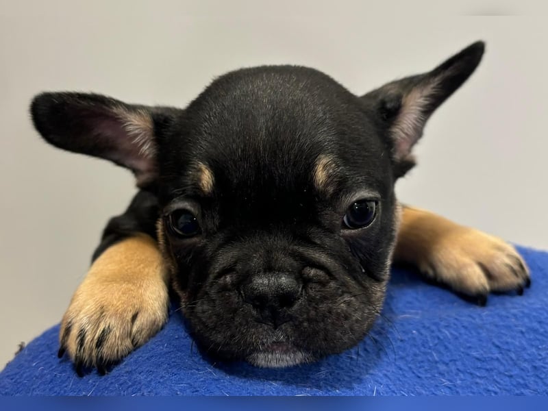 Französische Bulldogge Welpen mit Stammbaum / Black Merle Tan / Isabella Merle Tan / Black Tan