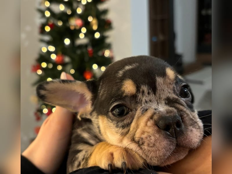 Französische Bulldogge Welpen mit Stammbaum / Black Merle Tan / Isabella Merle Tan / Black Tan