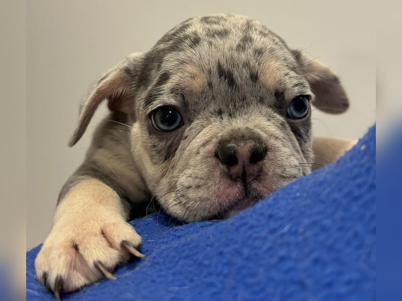 Französische Bulldogge Welpen mit Stammbaum / Black Merle Tan / Isabella Merle Tan / Black Tan
