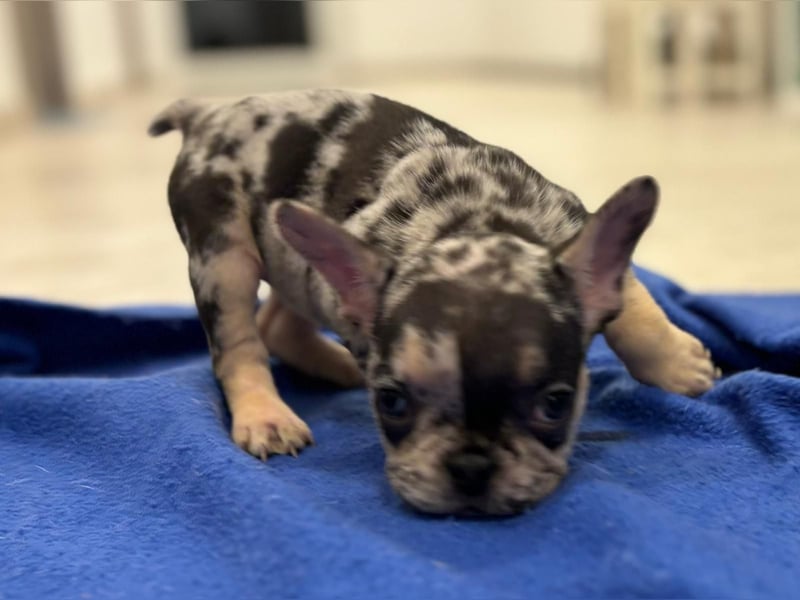 Französische Bulldogge Welpen mit Stammbaum / Black Merle Tan / Isabella Merle Tan / Black Tan
