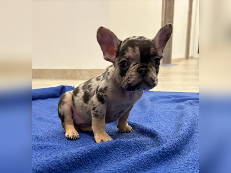 Französische Bulldogge Welpen mit Stammbaum / Black Merle Tan / Isabella Merle Tan / Black Tan