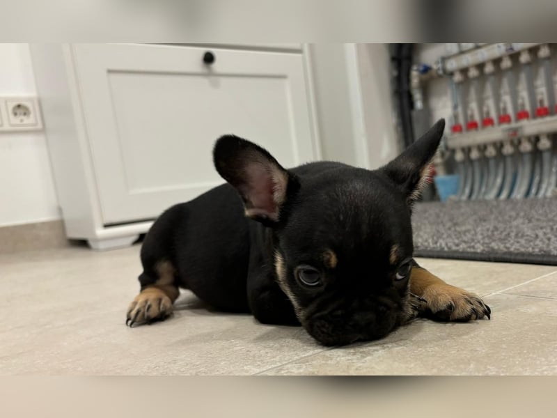 Französische Bulldogge Welpen mit Stammbaum / Black Merle Tan / Isabella Merle Tan / Black Tan