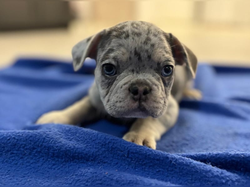 Französische Bulldogge Welpen mit Stammbaum / Black Merle Tan / Isabella Merle Tan / Black Tan