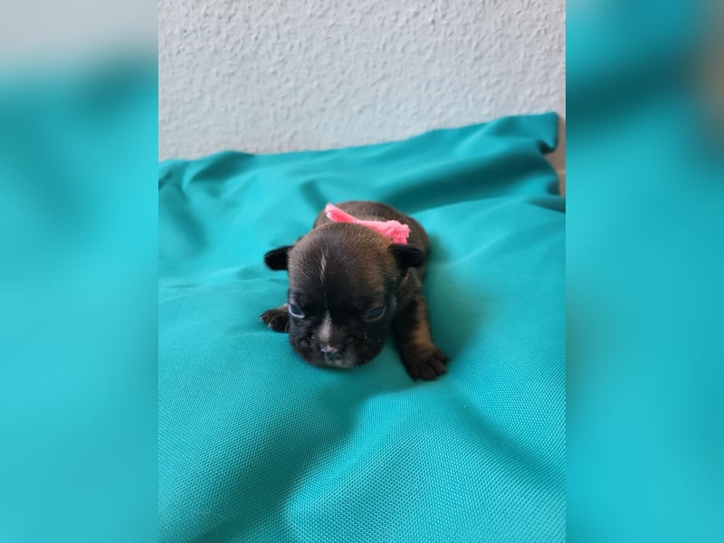 Französische Bulldoggen Welpen suchen ein Zuhause