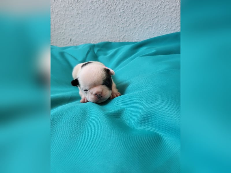 Französische Bulldoggen Welpen suchen ein Zuhause
