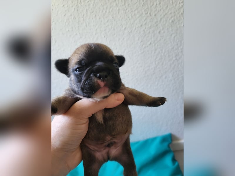 Französische Bulldoggen Welpen suchen ein Zuhause