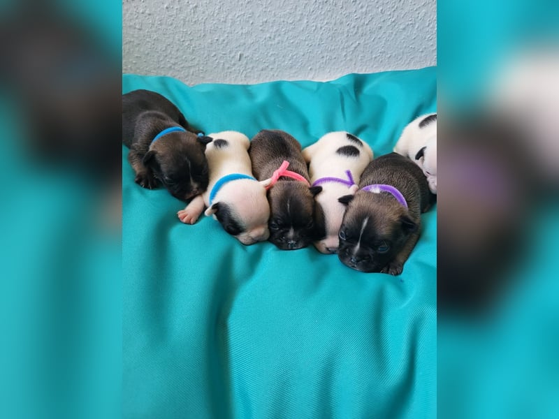 Französische Bulldoggen Welpen suchen ein Zuhause