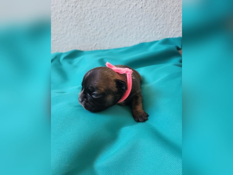 Französische Bulldoggen Welpen suchen ein Zuhause