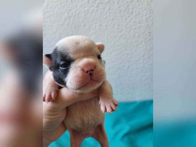 Französische Bulldoggen Welpen suchen ein Zuhause