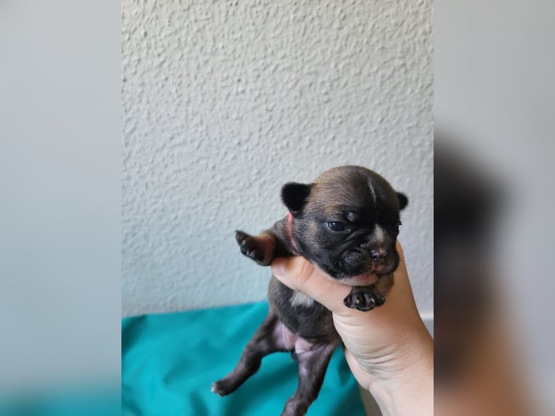 Französische Bulldoggen Welpen suchen ein Zuhause