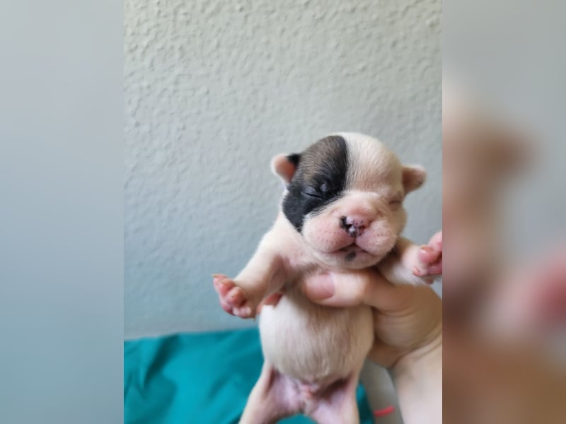Französische Bulldoggen Welpen suchen ein Zuhause