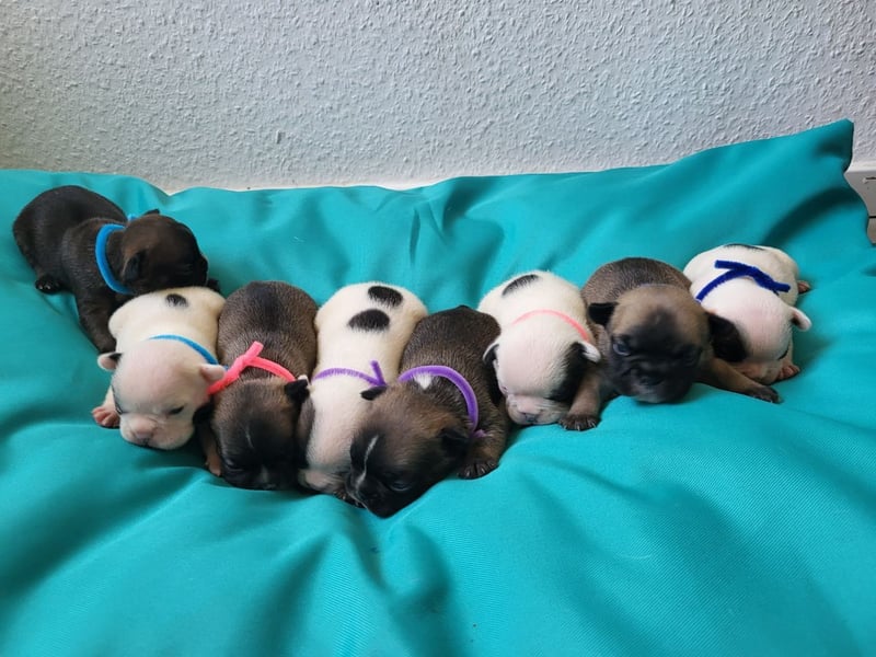Französische Bulldoggen Welpen suchen ein Zuhause