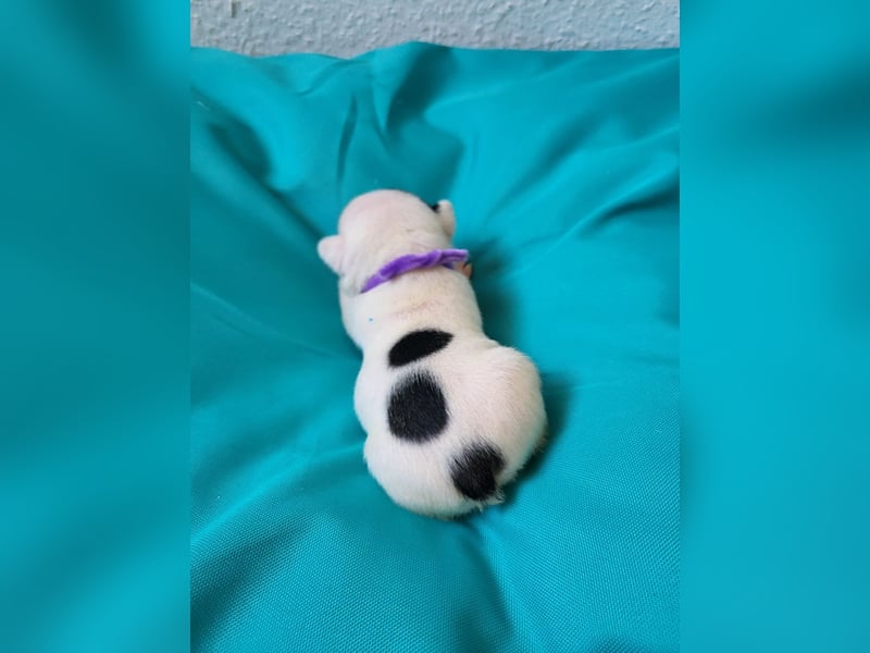 Französische Bulldoggen Welpen suchen ein Zuhause