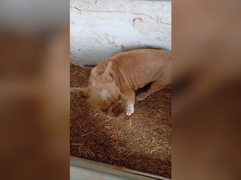 Estelle-PP – kleine Französische Bulldoggen- Dame sucht ihr Glück