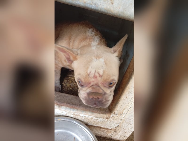 Estelle-PP – kleine Französische Bulldoggen- Dame sucht ihr Glück