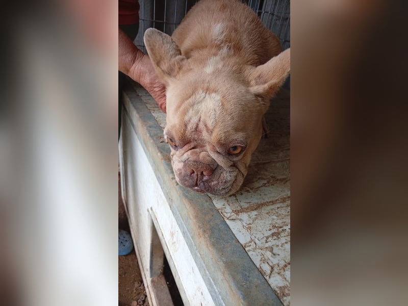 Estelle-PP – kleine Französische Bulldoggen- Dame sucht ihr Glück