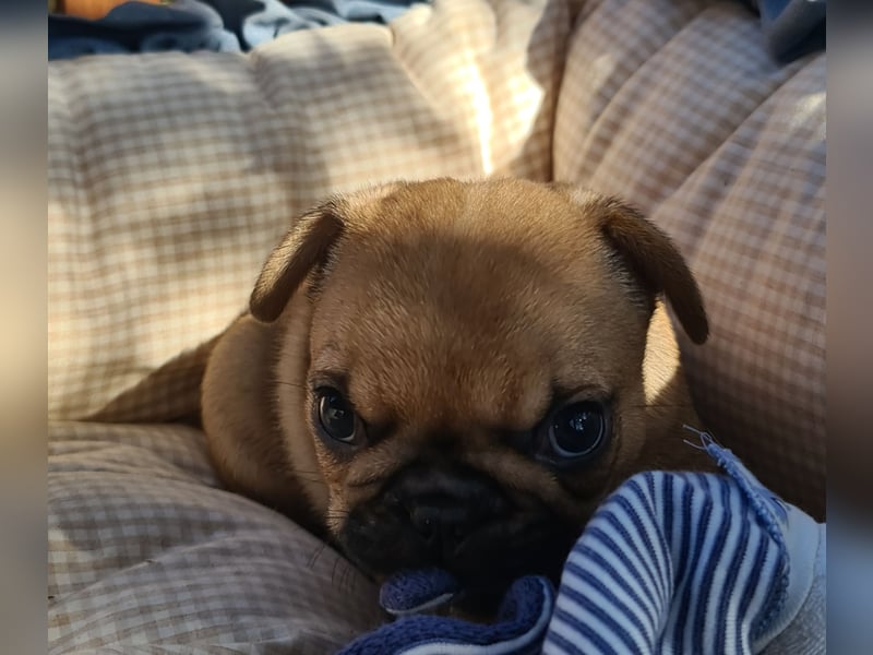 Vergnügte Frops Kinder  (Französische Bulldogge + Mops )