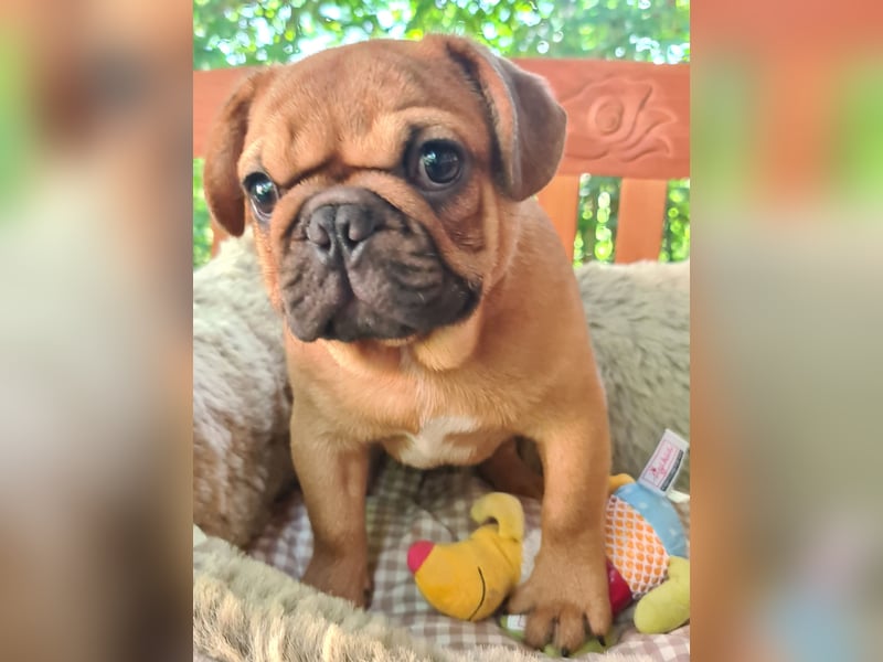 Vergnügte Frops Kinder  (Französische Bulldogge + Mops )